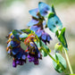 10 BLUE SHRIMP PLANT / Honeywort Cerinthe Major Flower Seeds