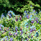 10 BLUE SHRIMP PLANT / Honeywort Cerinthe Major Flower Seeds