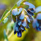 10 BLUE SHRIMP PLANT / Honeywort Cerinthe Major Flower Seeds