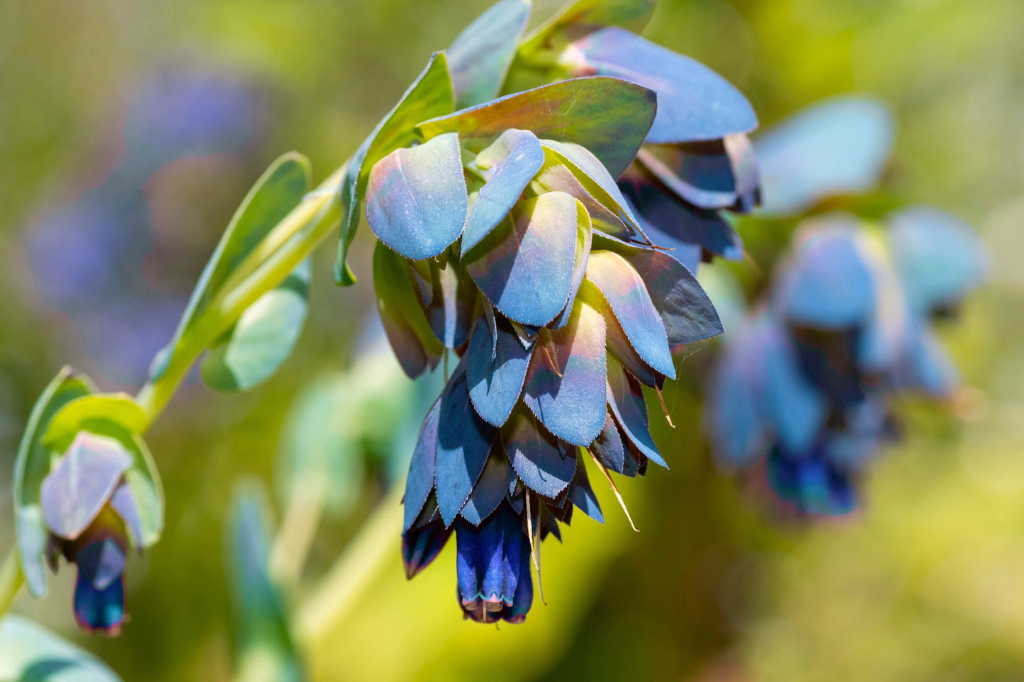 10 BLUE SHRIMP PLANT / Honeywort Cerinthe Major Flower Seeds