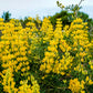 50 GOLDEN LUPINE Lupinus Densiflorus Yellow Hummingbird Flower Seeds