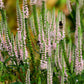 50 Pink VERONICA Longifolia / SPIKE SPEEDWELL Flower Seeds