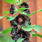 25 BLACK HOLLYHOCK Alcea Rosea Nigra Flower Seeds