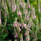 50 Pink VERONICA Longifolia / SPIKE SPEEDWELL Flower Seeds