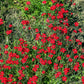 100 RED CARDINAL DIANTHUS Deltoides Flower Seeds