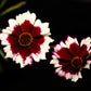 30 INCREDIBLE SWIRL COREOPSIS White & Burgundy Red Tickseed Flower Seeds