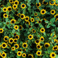 150 YELLOW CREEPING ZINNIA Sanvitalia Procumbens Seeds