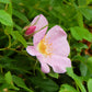 25 PINK SWAMP ROSE Rosa Palustris Flower Shrub Bush ( Average - Wet Soil ) Seeds