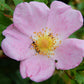 25 PINK SWAMP ROSE Rosa Palustris Flower Shrub Bush ( Average - Wet Soil ) Seeds