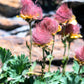 25 PRAIRIE SMOKE Geum Triflorum Purple Prairie Avens Pink Flower Seeds