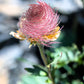 25 PRAIRIE SMOKE Geum Triflorum Purple Prairie Avens Pink Flower Seeds