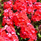 10 TALL GARDEN PHLOX Paniculata Mixed Colors 'New Hybrids Mix' Flower Seeds