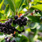 30 PURPLE CHOKEBERRY Aronia Prunifolia White Flower Fruit Shrub Seeds