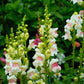 500 APPLE BLOSSOM SNAPDRAGON Antirrhinum Majus Appleblossom Pink Coral White Yellow Flower Seeds