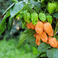 50 Mixed HOT HABANERO PEPPER Red Orange White Brown Mix Capsicum Chinense Seeds