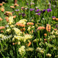 50 APRICOT BEAUTY STATICE Limonium Sinuatum Sea Lavender Flower Seeds