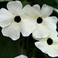 10 WHITE THUNBERGIA Alata VINE Black Eyed Susan Vine Flower Seeds