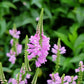 50 PINK Showy OBEDIENT PLANT (False Dragon Head) Physostegia Virginiana Flower Seeds