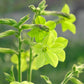 100 LIME GREEN NICOTIANA Alata Flowering Tobacco Seeds