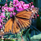 100 MISSOURI IRONWEED Monarch Flower Native Purple Vernonia Missurica Seeds