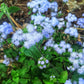 250 Dwarf BLUE BEDDER AGERATUM aka Floss Flower Ageratum Houstonianum Flower Seeds