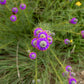 700 PURPLE PRAIRIE CLOVER Dalea Purpurea Flower Seeds