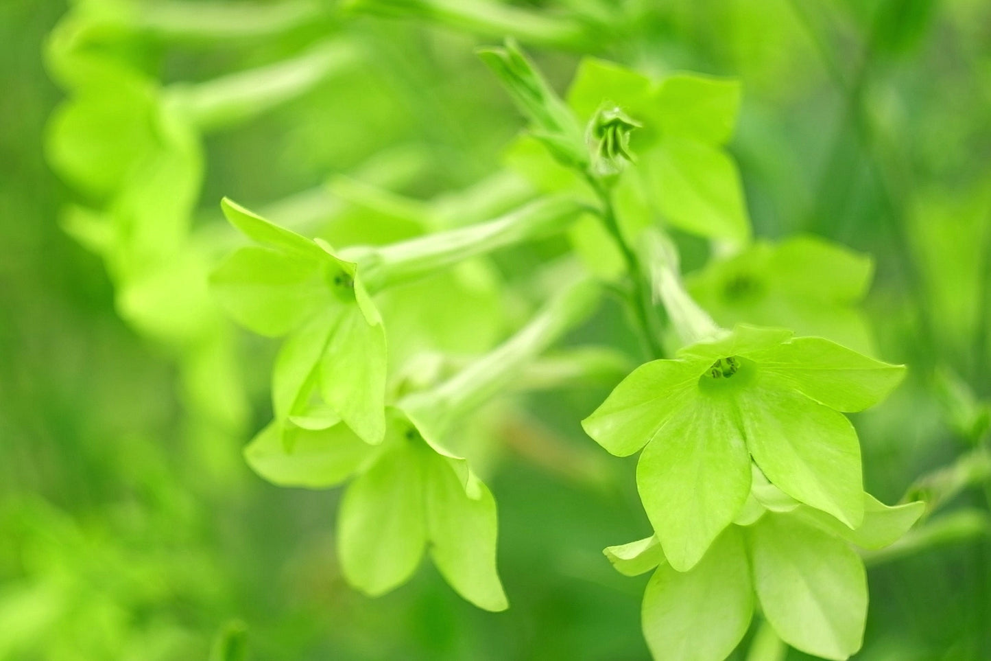 100 LIME GREEN NICOTIANA Alata Flowering Tobacco Seeds