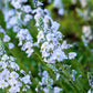 25 BLUE STREAK SPEEDWELL Veronica Gentianoides Flower Seeds
