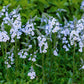 25 BLUE STREAK SPEEDWELL Veronica Gentianoides Flower Seeds