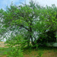 15 Red MULBERRY Morus Rubra Black Fruit Shrub Tree Seeds