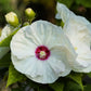 25 Luna WHITE HARDY HIBISCUS Hibiscus Moscheutos Flower Seeds