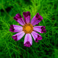 200 COSMOS SEASHELLS Cosmos Bipinnatus Sea Shells Flower Seeds