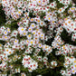 100 WHITE HEATH ASTER Prairie Ericoides Flower Seeds