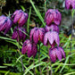 10 CHECKER LILY Fritillaria Affinis Chocolate Mission Bells Flower Seeds