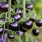 50 PURPLE CHERRY TOMATO Lycopersicon Indeterminate Fruit Vegetable Seeds