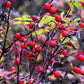 10 Pink CINNAMON ROSE Bush Amur Rosa Davurica Fragrant Flower Seeds