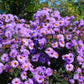 100 PURPLE Smooth Violet PRAIRIE ASTER Aster Tanacetifolia Tahoka Daisy Flower Seeds
