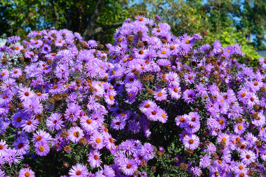 100 PURPLE Smooth Violet PRAIRIE ASTER Aster Tanacetifolia Tahoka Daisy Flower Seeds