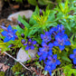 30 Dark Blue NIKITA GENTIAN Gentiana Dahurica Siberian Flower Herb Seeds