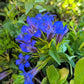 30 Dark Blue NIKITA GENTIAN Gentiana Dahurica Siberian Flower Herb Seeds