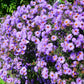 100 PURPLE Smooth Violet PRAIRIE ASTER Aster Tanacetifolia Tahoka Daisy Flower Seeds