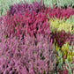 100 Organic BRILLIANT RAINBOW QUINOA Mix Mixed Colors Chenopodium Grain Greens Vegetable Seeds
