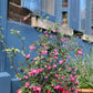 25 CORALBERRY Shrub Flower Pink Indian Currant Symphoricarpos Orbiculatus Seeds