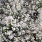 100 WHITE HEATH ASTER Prairie Ericoides Flower Seeds