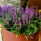 5 LILYTURF Liriope Muscari aka Big Blue Lily Turf / Monkey Grass Flower Seeds