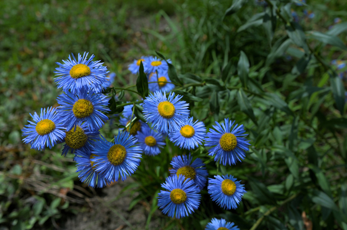 500 BLUE FLEABANE DAISY (Dainty Daisy / Aspen Fleabane / Oregon Fleabane) Erigeron Speciosus Flower Seeds
