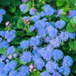 250 Dwarf BLUE BEDDER AGERATUM aka Floss Flower Ageratum Houstonianum Flower Seeds