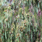 30 Kashmir WEEPING CYPRESS TREE Cupressus Cashmeriana Blue Evergreen Seeds