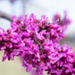 40 GIANT REDBUD TREE Cercis Gigantea Pink Purple Flower Seeds