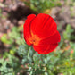 100 RED CALIFORNIA POPPY Eschscholzia Californica Native Flower Seeds